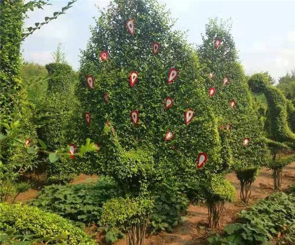 邢台造型花木种植基地量大从优