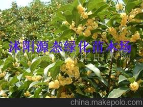 白蜡盆景图价格 白蜡盆景图批发 白蜡盆景图厂家