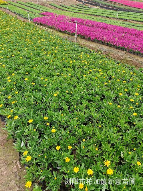 木春菊多年生草本花卉花期长庭院公园花坛种植基地有售量大优惠