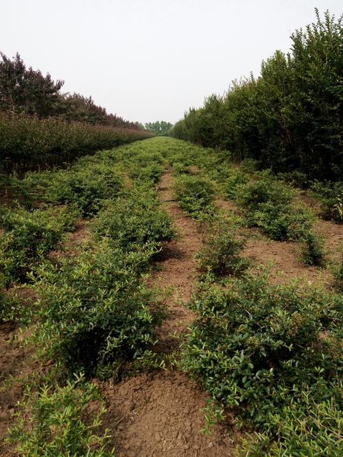 【花木火棘球】-火棘-种植基地_报价_今日行情价格走势-宿迁市沐阳