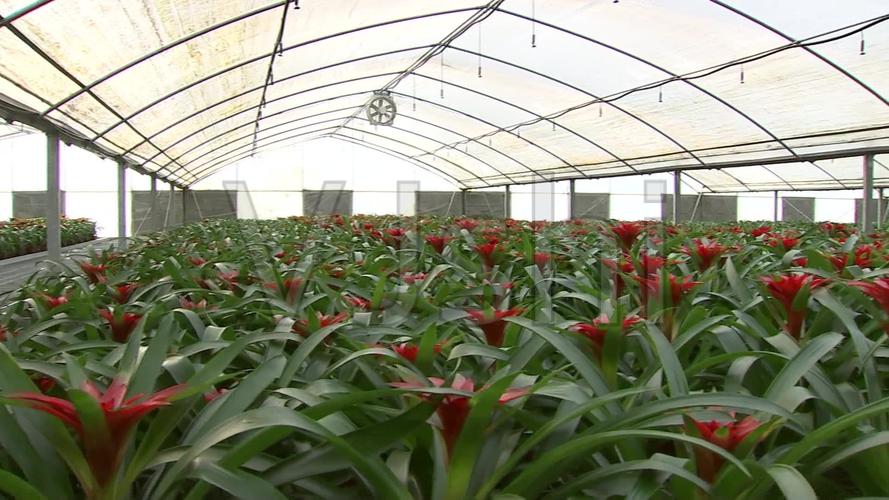 实拍年宵花卉种植基地