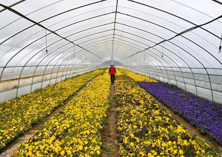 3月13日,工作人员在西安市长安区塔段晓村花卉种植基地查看花卉生长