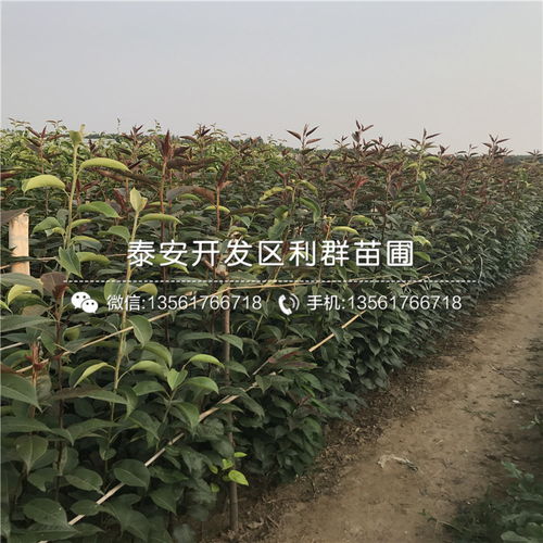【山东5公分梨苗、山东5公分梨苗出售价格】- 