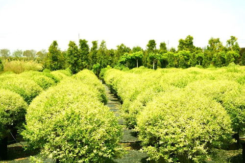 花木种植养护中常见的10大错误,请避免