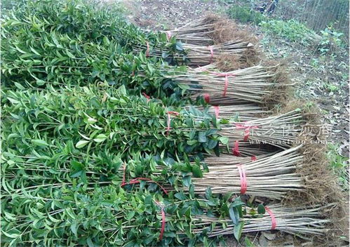 百佳园林绿化环境 5公分桂花苗 长春5公分桂花苗图片