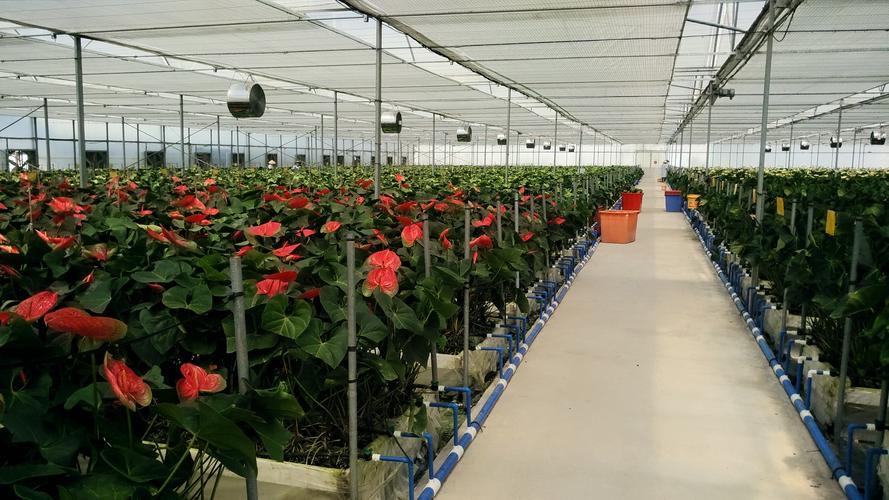 基地已成为海南省规模最大,设施最完善,档次最高的红掌鲜切花种植基地