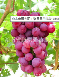 图片,海量精选高清图片库 益阳市资阳区鹏翔花卉苗木种植园艺场