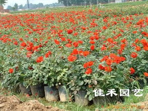 江苏沭阳佳禾花卉园艺公司 商业信息