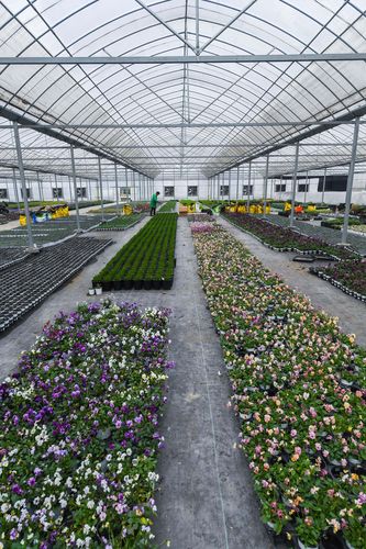 这是12月23日拍摄的崇福农创园大棚内种植的各类年宵花卉.