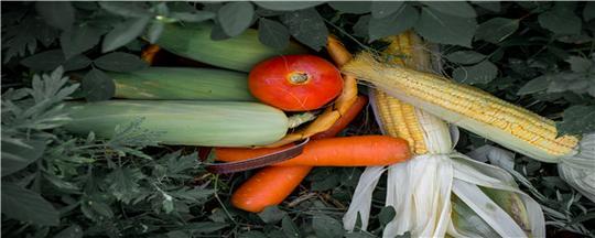 粮食作物和经济作物的区别农产品知识