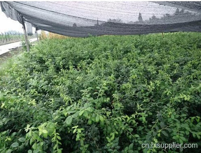 蓝莓苗技术支持-海商网,经济作物和植物产品库