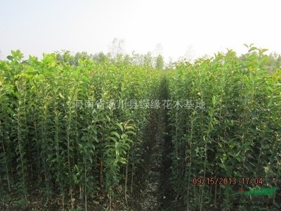 潢川县建杰花木种植专业合作社