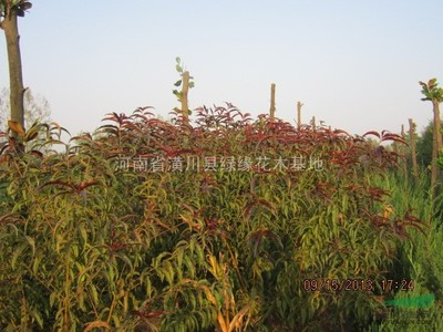 潢川县建杰花木种植专业合作社