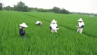2.8亿多元 这项补贴下达宣化区 崇礼区 康保县等地