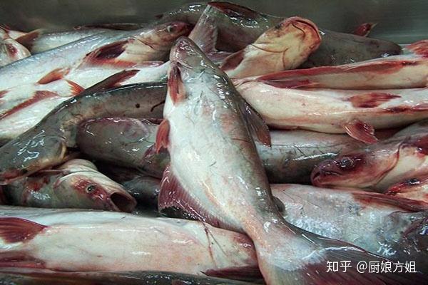 龙利鱼和巴沙鱼有什么区别
