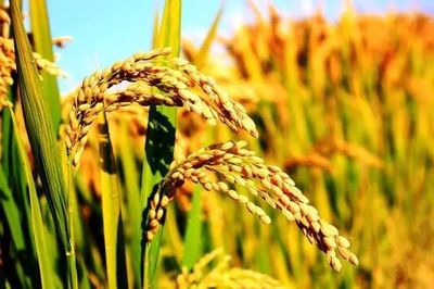 新刊精选|单位面积利润变化与我国粮食种植结构调整