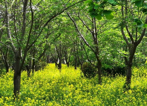 从卖花木到卖生态 中原花木大县鄢陵升级'绿经济'销售模式