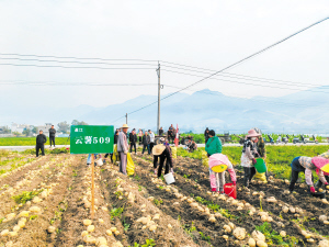 小土豆串起大产业 销售如何驱动农业振兴