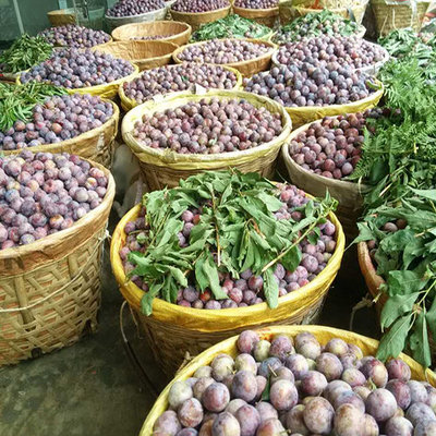 脆红李产量表现及种植技术分析