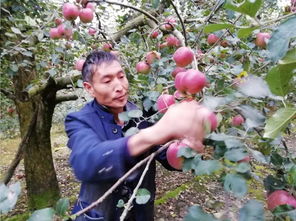 林下套种拓空间,经济作物入百万——花木种植的创新实践