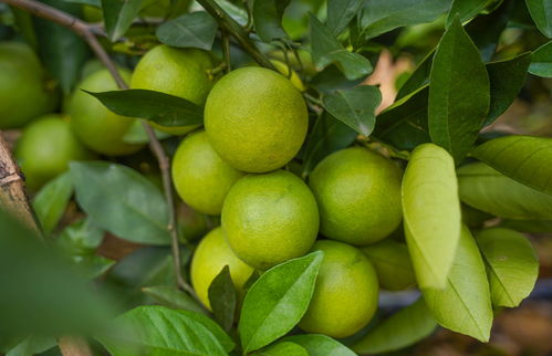 新平庆祝中国农民丰收节暨柑桔线上发布会圆满成功