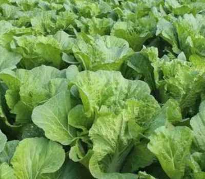 白菜 既是重要农作物,也属经济作物范畴