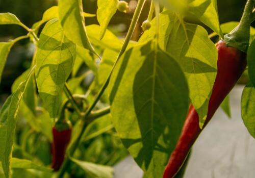 优化农业种植结构,推动产业升级——土流网视角下的农作物与经济作物协调发展