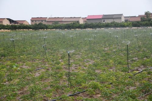 芒种闻喜迎三夏，农家销售正忙时