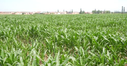 用好金钥匙,打开农民致富门——花木种植的机遇与实践