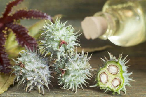 蓖麻 天使的经济作物，魔鬼的致命毒物