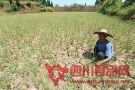 古蔺遭遇严重干旱 粮食和经济作物受灾37万亩，销售形势严峻