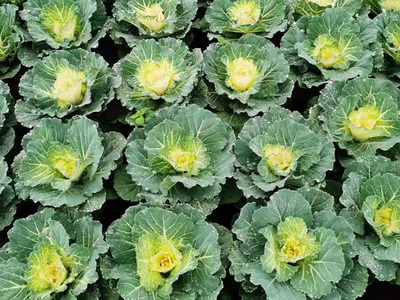 重庆苗木基地与多元化园林产业链