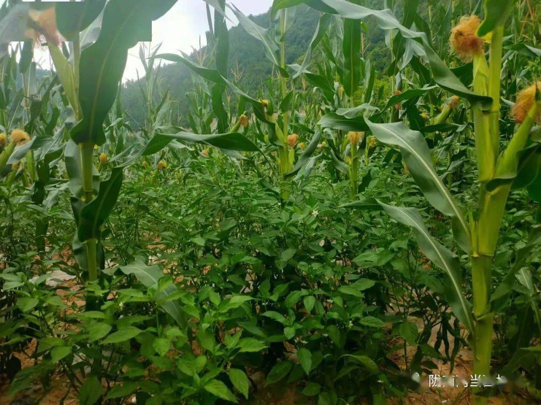 西坡镇 '花样'套种让一地生多'金'