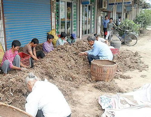 溪边种植的虚实 一斤25元背后的销售迷雾