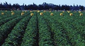 水田与旱地的区别及其适宜种植作物