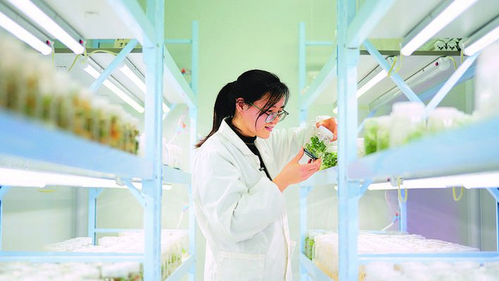 科学岛里的农业“魔法” 揭秘前沿科技如何重塑农作物与经济作物的未来