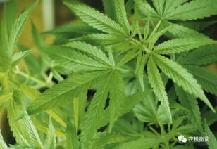 中国主要经济作物的产销格局与市场前景