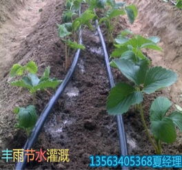 上海喷滴灌管品质获青睐，助力经济作物省力高产