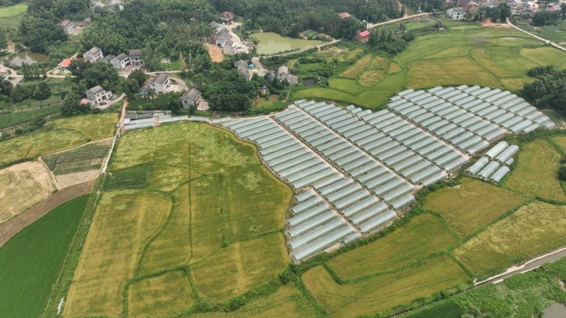 育秧大棚再利用 二茬瓜果巧生金，拓宽农业增收新路径