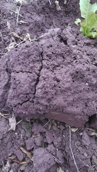 土壤性质与适应性经济作物种植及销售策略分析