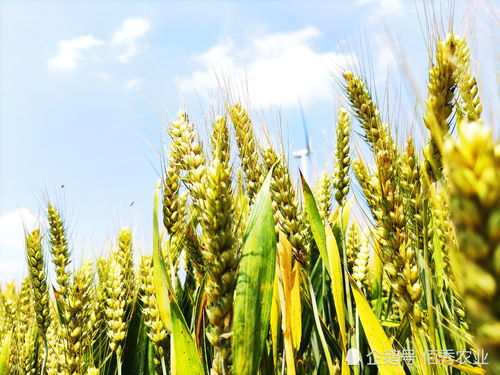 化肥农药种子悄然涨价，粮食价格将如何演绎？