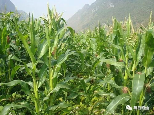 东北大豆现货价低迷，为何临储大豆仍低价拍卖？——农作物市场的双重困境与政策调控分析