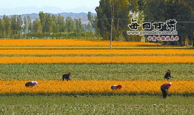 全县经济作物种植规模稳步扩大，销售渠道多元化助力产业升级