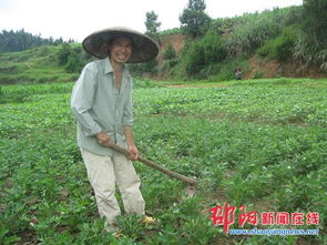 隆回县罗洪乡经济作物丰收在望 花生黄豆等作物长势良好助力乡村振兴