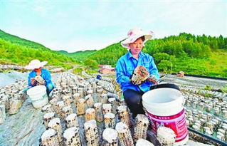 特色经济作物助农增收 花木种植铺就致富路
