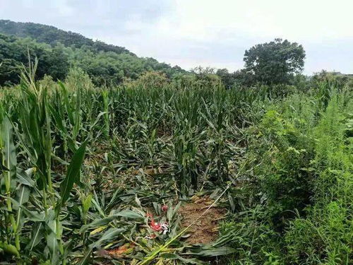 野生动物“闯祸”造成损失怎么办？看安康这个“硬核”举措护农保收