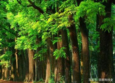 桃花心木 世界名贵木材的种植与价值