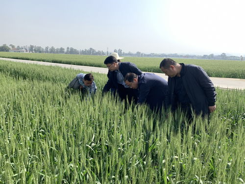 川皖农业科技交流促发展 小麦与花木种植技术共融创新